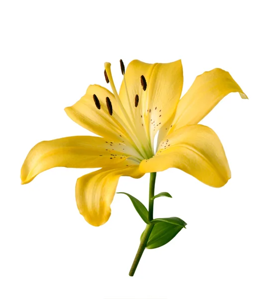 Beyaz arkaplanda izole edilmiş sarı zambak çiçeği