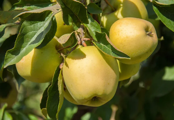 Az almát a kertben a növény — Stock Fotó