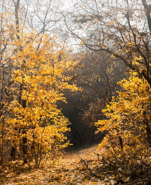 Turuncu sonbahar orman