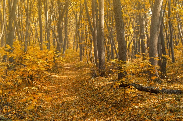 Turuncu sonbahar orman