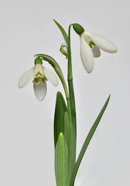 beyaz kardamlası çiçeği