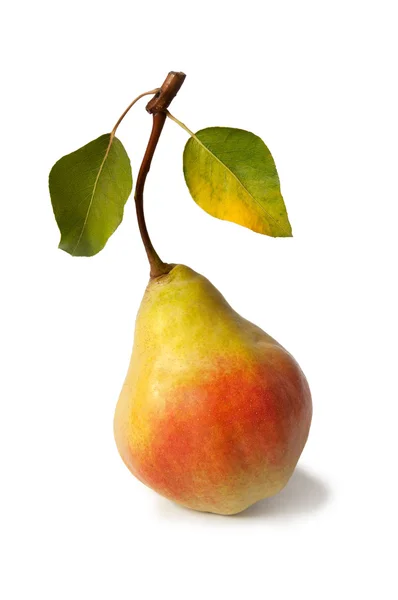 yaprakları ile olgun armut