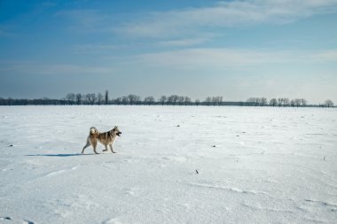Kış sahada çalışan köpek