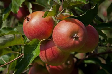 dal ve bir meyve bahçesi, olgun elma