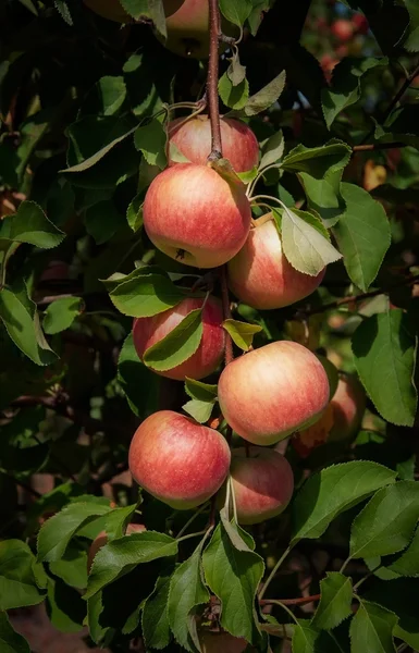 dal ve bir meyve bahçesi, olgun elma