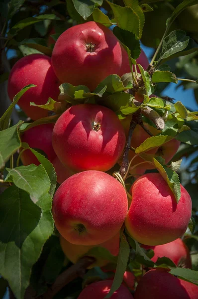 Érett alma egy ágon, a gyümölcsös — Stock Fotó