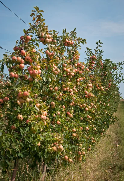 Árvores com maçãs vermelhas num pomar — Fotografia de Stock