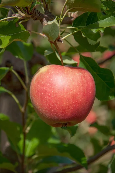 Érett alma egy ágon, a gyümölcsös — Stock Fotó