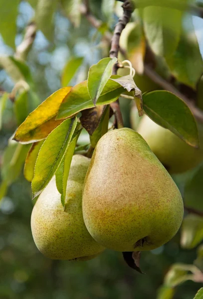 dal closeup olgun armut