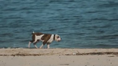 Sahilde Su çalışan köpek