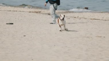 Plaj yavaş hareket üzerinde çalışan köpek