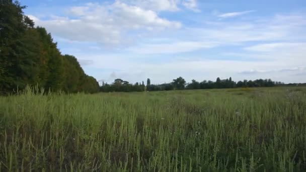 Beau champ de printemps vert. Tourné sur Steadicam — Video