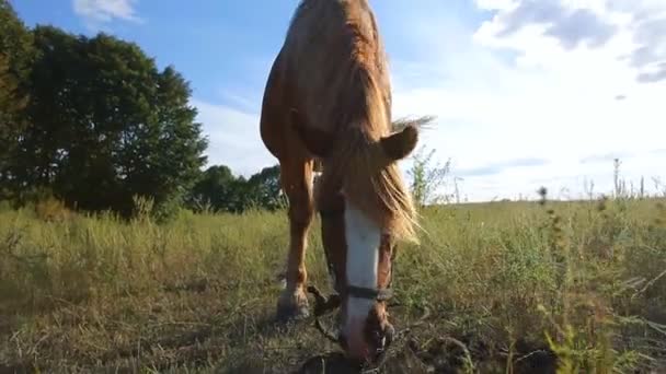 Paard grazen op een ranch bij zonsondergang — Stockvideo