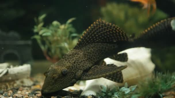 Fisk som simmar i ett akvarium — Stockvideo