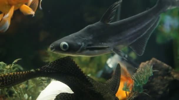 Fish floats in an aquarium — Stock Video