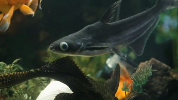 Peces flotan en un acuario — Vídeos de Stock