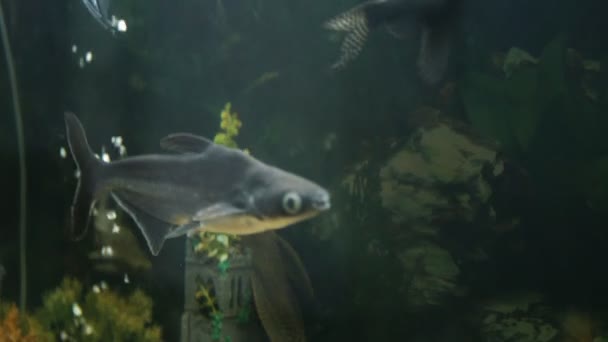 Рыба плавает в аквариуме — стоковое видео