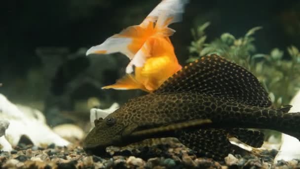 Los peces flotan en un acuario de cerca — Vídeos de Stock