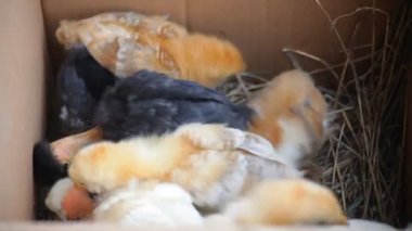 küçük civciv bir kutu içinde bir sürü. yakın çekim