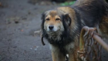 köpek çiftliği zinciriyle. yakın çekim
