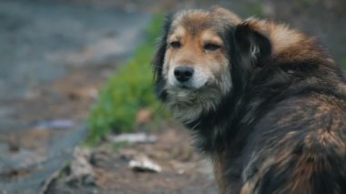 köpek çiftliği zinciriyle. yakın çekim
