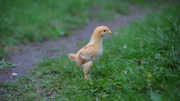 Lindo polluelo runing en la verde hierba — Vídeo de stock