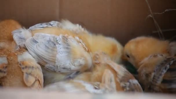 有很多小鸡在盒子里。特写 — 图库视频影像