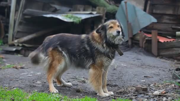 Perro guardián con cadena en la granja — Vídeos de Stock