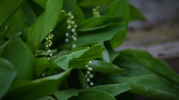 Knospen und weiße Blüten Maiglöckchen in den dünnen Stiel in schattigen — Stockvideo