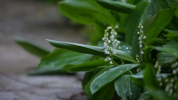 Knoppar och vita blommor liljan i dalen i skuggiga — Stockvideo