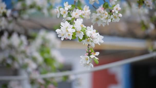 ดอกซากุระในฤดูใบไม้ผลิ ดอกไม้สีขาวบนกิ่งไม้ — วีดีโอสต็อก