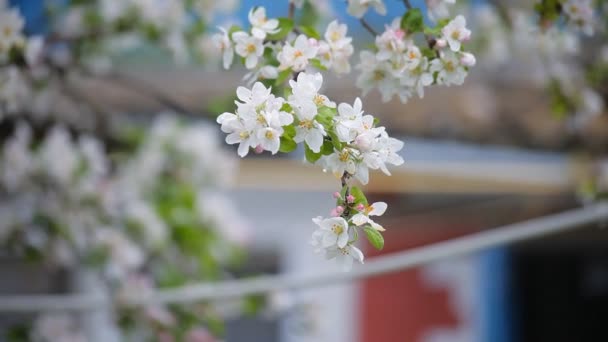 Flores de cerezo en primavera. flores blancas en las ramas — Vídeos de Stock