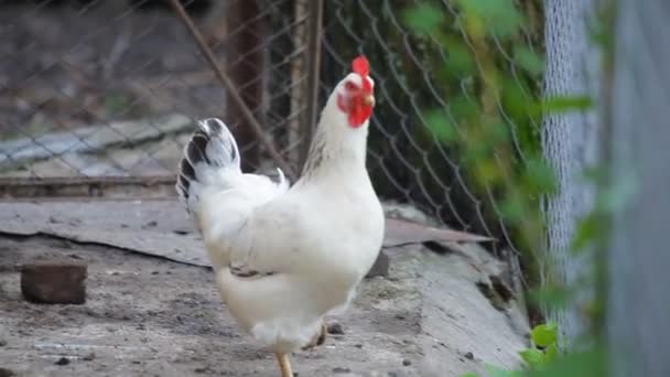 Pollo blanco en un primer plano de la granja — Vídeos de Stock