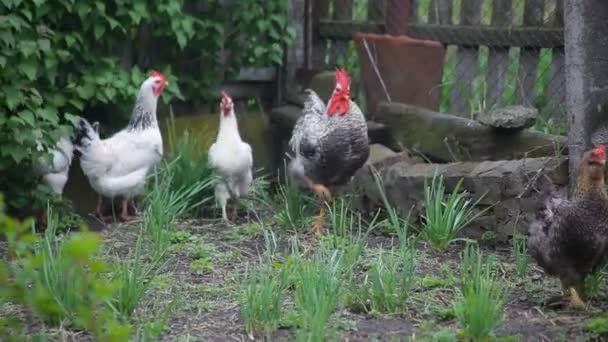 Gallinas y gallos en la aldea — Vídeos de Stock