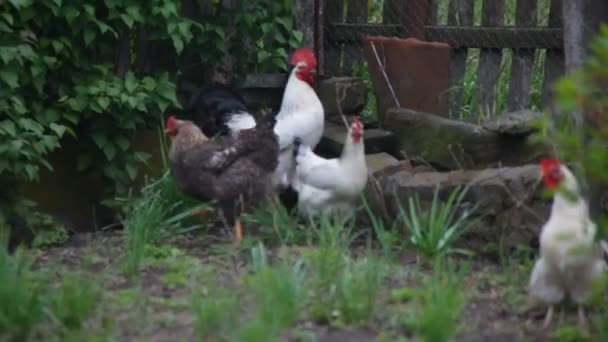 Gallinas y gallos en la aldea — Vídeos de Stock