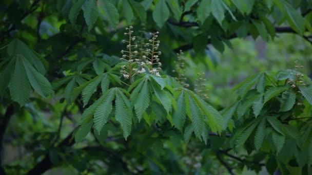 Blooming chestnut. Leaves of chestnut. — Stock Video