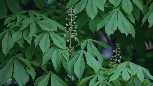 Blooming chestnut. Leaves of chestnut. Swaying Branches Inflorescence chestnut. — Stock Video