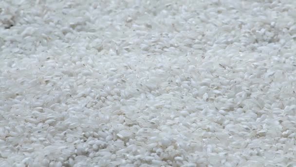 Los granos de arroz blanco — Vídeo de stock