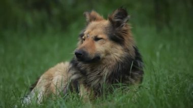 Portre onun alnında bir yara izi bir collie köpek