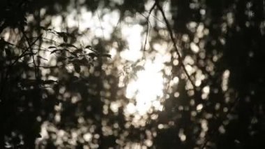 Güneş ışınları yeşillik orman Ahşap Park, yaz doğa görünümü güneş ışığı altında arka plan