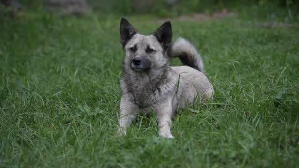 Portret van grijze hond buiten — Stockvideo