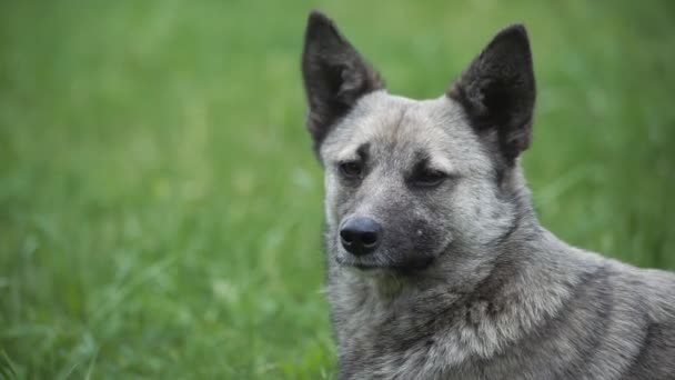 Porträt eines grauen Hundes im Freien — Stockvideo