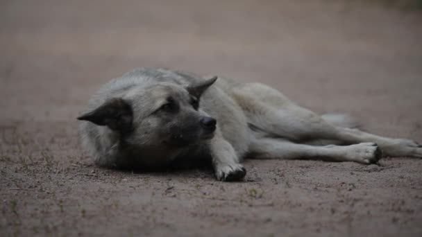 Porträt eines wachsamen Hundes, der auf dem Boden liegt und mit dem Schwanz wedelt — Stockvideo