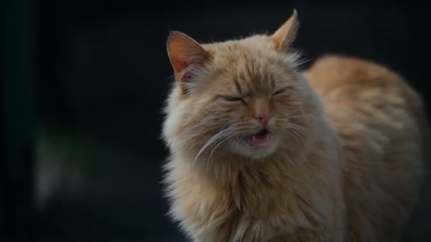 Oranje kat kijkt rond en gemiauw. — Stockvideo