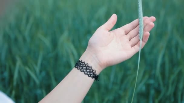 Girl stroking hands ears of wheat in field — Stock Video