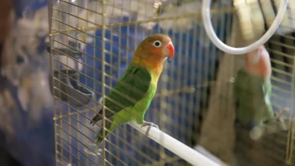 Deux beaux perroquets se déplacent activement dans une cage — Video