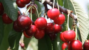 Olgun Kiraz kiraz ağacı dalı üzerinde