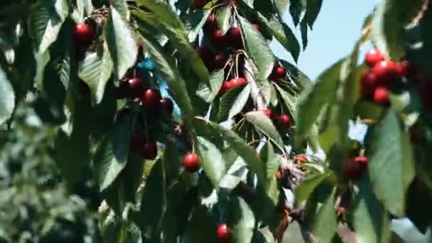 Ώριμα κεράσια σε έναν κλάδο ενός δέντρου κερασιών — Αρχείο Βίντεο