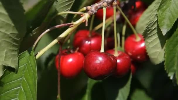 Cerejas maduras em um ramo de uma cerejeira — Vídeo de Stock