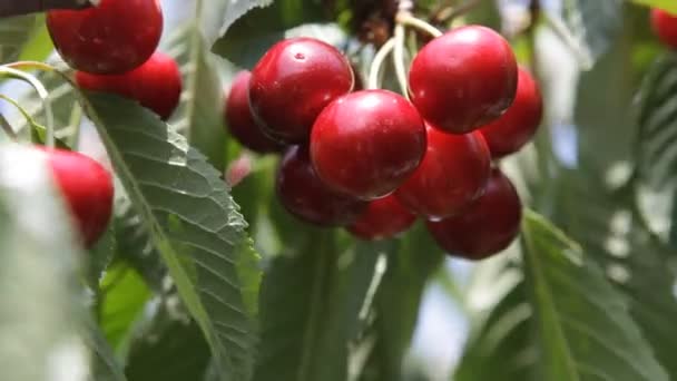 Ripe cherries on a branch of a cherry tree — Stock Video